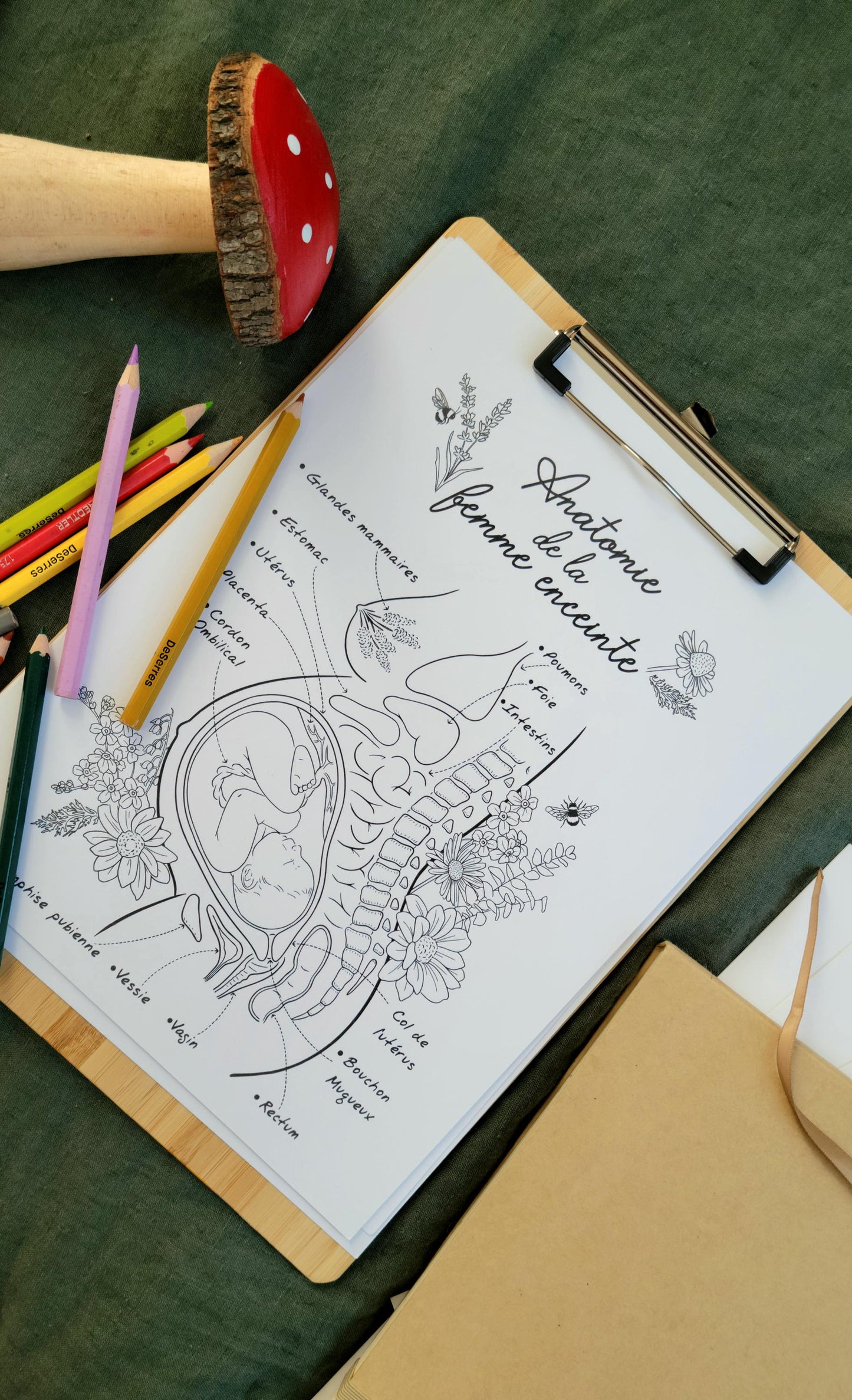 Anatomy of the Pregnant Woman