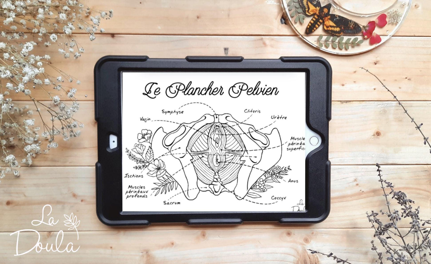Pelvic Floor