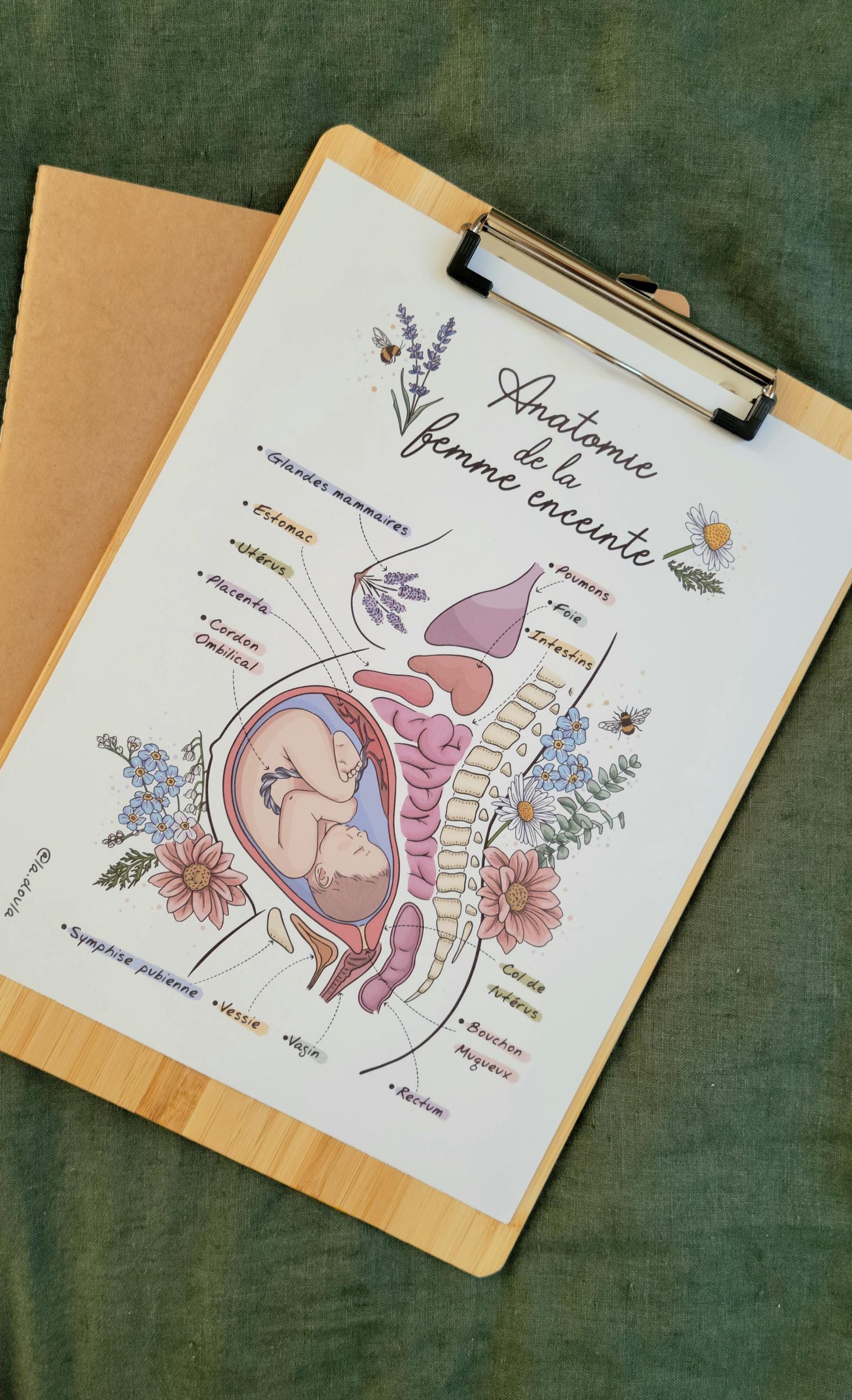 Anatomie de la Femme Enceinte (version couleur)