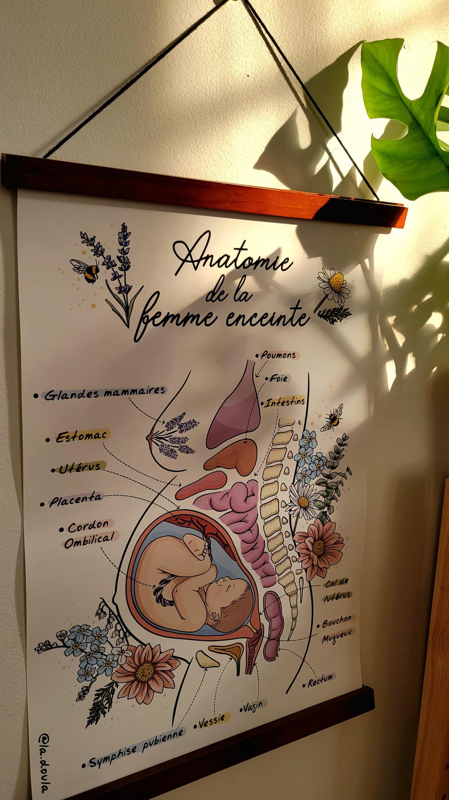 Affiche ANATOMIE