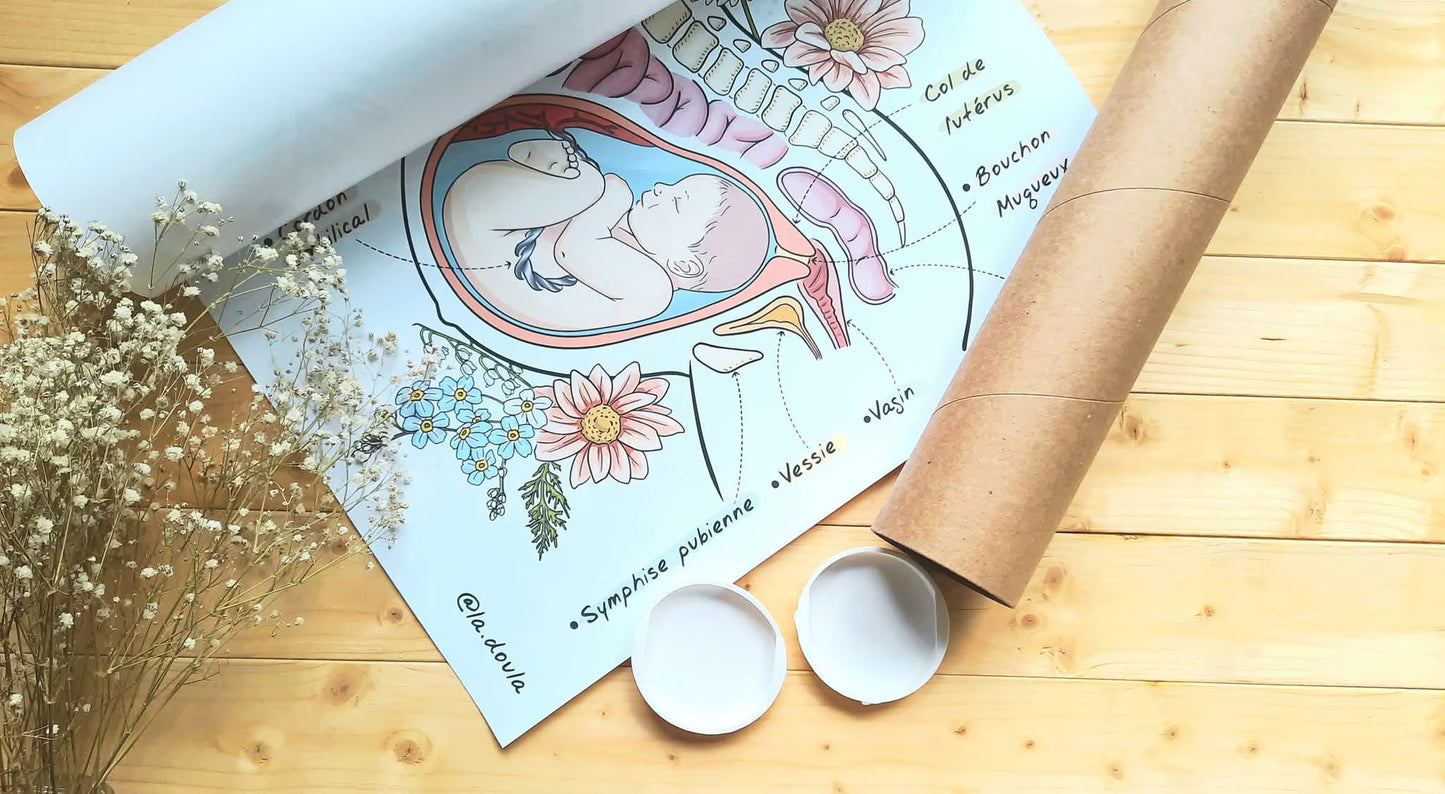 Affiche ANATOMIE