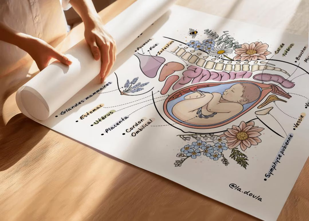 Affiche ANATOMIE