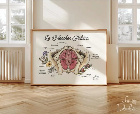 Affiche LE PLANCHER PELVIEN